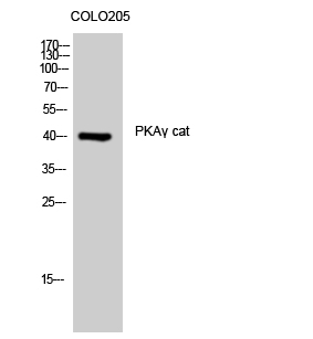Fig. Western Blot analysis of COLO205 cells using PKAγ cat Polyclonal Antibody.