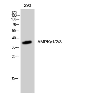 Fig. Western Blot analysis of 293 cells using AMPKγ1/2/3 Polyclonal Antibody.