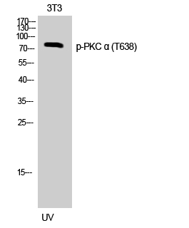 Fig. Western Blot analysis of 3T3 cells using Phospho-PKC α (T638) Polyclonal Antibody.