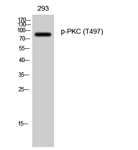 Fig. Western Blot analysis of 293 cells using Phospho-PKC (T497) Polyclonal Antibody diluted at 1:500.