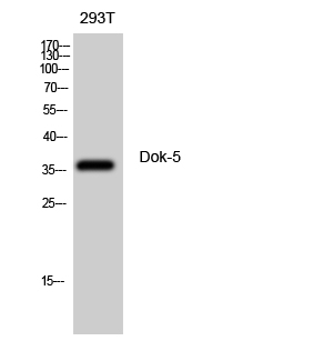 Fig. Western Blot analysis of 293T cells using Dok-5 Polyclonal Antibody diluted at 1:500.