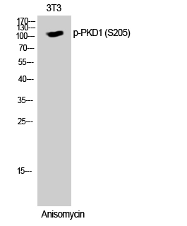 Fig. Western Blot analysis of 3T3 cells using Phospho-PKD1 (S205) Polyclonal Antibody.