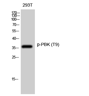 Fig. Western Blot analysis of 293T cells using Phospho-PBK (T9) Polyclonal Antibody diluted at 1:500.