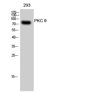 Fig. Western Blot analysis of 293 cells using PKC θ Polyclonal Antibody.