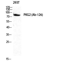 Fig.2. Western Blot analysis of 293T cells using cGKII Polyclonal Antibody diluted at 1:1000.