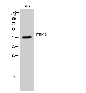 Fig. Western Blot analysis of 3T3 cells using ERK 2 Polyclonal Antibody diluted at 1:2000.