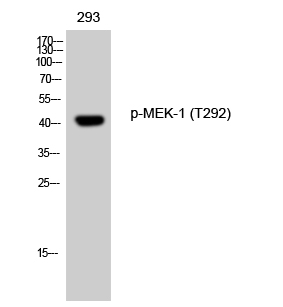 Fig. Western Blot analysis of 293 cells using Phospho-MEK-1 (T292) Polyclonal Antibody diluted at 1:1000.