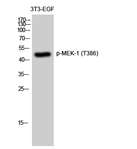 Fig. Western Blot analysis of 3T3-EGF cells using Phospho-MEK-1 (T386) Polyclonal Antibody diluted at 1:2000.