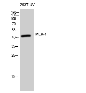Fig. Western Blot analysis of 293T-UV cells using MEK-1 Polyclonal Antibody diluted at 1:500.