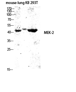Fig. Western blot analysis of Mouse-lung KB 293T lysis using MEK-2 antibody. Antibody was diluted at 1:2000.