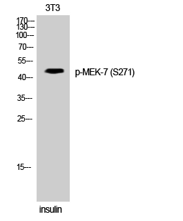 Fig. Western Blot analysis of 3T3 cells using Phospho-MEK-7 (S271) Polyclonal Antibody.