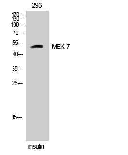 Fig. Western Blot analysis of 293 cells using MEK-7 Polyclonal Antibody.