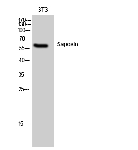 Fig. Western Blot analysis of 3T3 cells using Saposin Polyclonal Antibody.