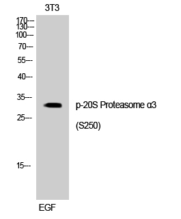 Fig. Western Blot analysis of 3T3 cells using Phospho-20S Proteasome α3 (S250) Polyclonal Antibody.