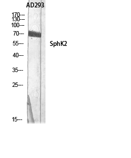 Fig.2. Western Blot analysis of AD293 using SphK2 Polyclonal Antibody diluted at 1:500.