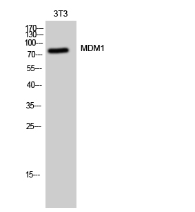 Fig. Western Blot analysis of 3T3 cells using MDM1 Polyclonal Antibody.