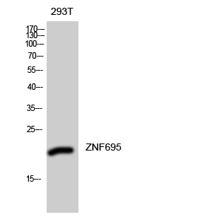 Fig. Western Blot analysis of 293T cells using ZNF695 Polyclonal Antibody diluted at 1:2000. Secondary antibody was diluted at 1:20000.