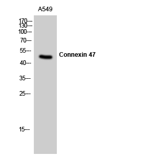 Fig. Western Blot analysis of A549 cells using Connexin 47 Polyclonal Antibody.