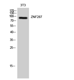 Fig. Western Blot analysis of 3T3 cells using ZNF287 Polyclonal Antibody. Secondary antibody was diluted at 1:20000.