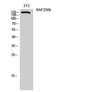 Fig. Western Blot analysis of 3T3 cells using BAF250b Polyclonal Antibody diluted at 1:1000.