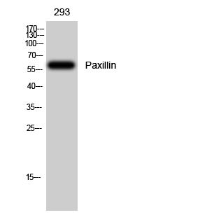 Fig. Western Blot analysis of 293 cells using Paxillin Polyclonal Antibody.