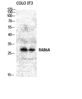 Fig.2. Western Blot analysis of COLO NIH-3T3 cells using Rab 6A Polyclonal Antibody diluted at 1:1000.