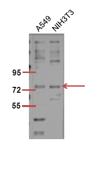 Fig.2. The picture was kindly provided by our customer,antibody was diluted at 1:500.