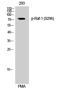 Fig. Western Blot analysis of 293 cells using Phospho-Raf-1 (S296) Polyclonal Antibody diluted at 1:1000.