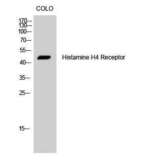 Fig. Western Blot analysis of COLO cells using Histamine H4 Receptor Polyclonal Antibody.