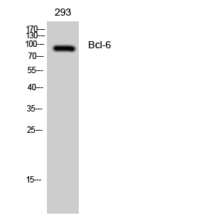 Fig.1. Western Blot analysis of 293 cells using Bcl-6 Polyclonal Antibody diluted at 1:2000.
