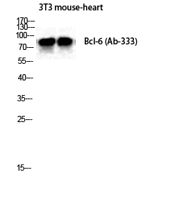 Fig.2. Western Blot analysis of Mouse-heart NIH-3T3 cells using Bcl-6 Polyclonal Antibody diluted at 1:2000.