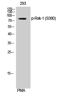 Fig. Western Blot analysis of 293 cells using Phospho-Rsk-1 (S380) Polyclonal Antibody.