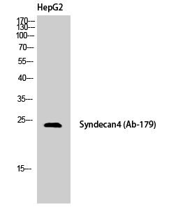 Fig. Western Blot analysis of HepG2 cells using Syndecan-4 Polyclonal Antibody.