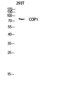 Fig. Western blot analysis of 293T lysis using COP1 antibody. Antibody was diluted at 1:1000.