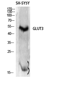 Fig.1. Western Blot analysis of SH-SY5Y cells using Glut3 Polyclonal Antibody diluted at 1:2000.