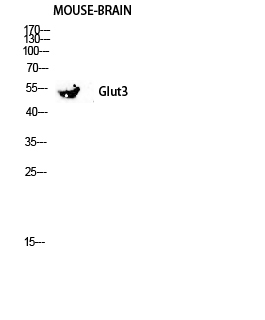 Fig.2. Western blot analysis of Mouse-kidney lysis using Glut3 antibody. Antibody was diluted at 1:2000.