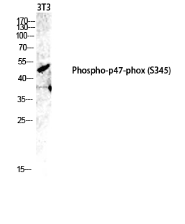 Fig.2. Western blot analysis of 3T3 lysis using Phospho-p47-phox (S345) antibody. Antibody was diluted at 1:1000.