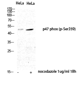 Fig. Western Blot analysis of HeLa nocodazole 1ug/ml 18h cells using Phospho-p47-phox (S359) Polyclonal Antibody diluted at 1:500.