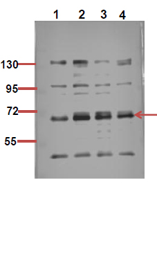 Fig.2. The picture was kindly provided by our customer,antibody was diluted at 1:500.