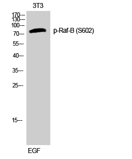 Fig. Western Blot analysis of 3T3 cells using Phospho-Raf-B (S602) Polyclonal Antibody.