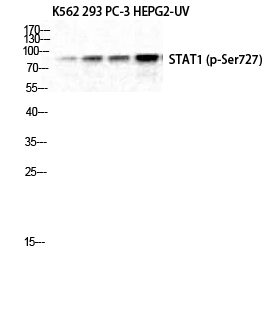 Fig. Western Blot analysis of K562 293 PC-3 HepG2-UV cells using Phospho-Stat1 (S727) Polyclonal Antibody diluted at 1:1000.