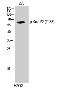 Fig. Western Blot analysis of 293 cells using Phospho-Krs-1/2 (T183) Polyclonal Antibody.