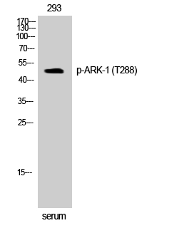 Fig. Western Blot analysis of 293 cells using Phospho-ARK-1 (T288) Polyclonal Antibody.