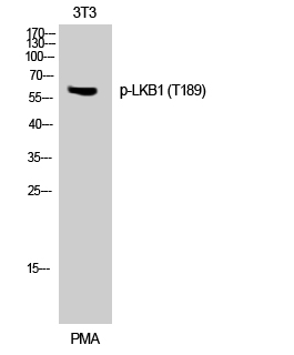 Fig. Western Blot analysis of 3T3 cells using Phospho-LKB1 (T189) Polyclonal Antibody.