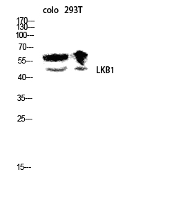 Fig. Western blot analysis of colo 293T lysis using LKB1 antibody. Antibody was diluted at 1:500.