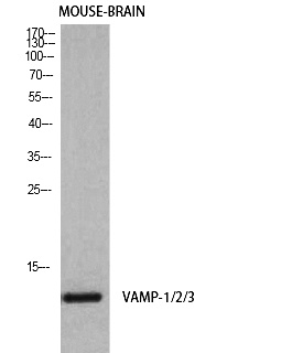 Fig. Western Blot analysis of Mouse-brain cells using VAMP-1/2/3 Polyclonal Antibody diluted at 1:1000. Secondary antibody was diluted at 1:20000.