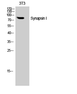 Fig. Western Blot analysis of NIH-3T3 cells using Synapsin I Polyclonal Antibody.