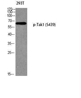 Fig. Western blot analysis of 293T using p-Tak1 (S439) antibody. Antibody was diluted at 1:500.
