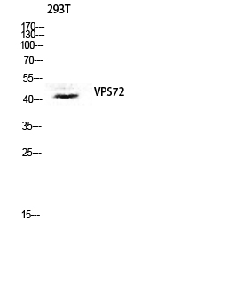 Fig. Western blot analysis of 293T lysis using VPS72 antibody. Antibody was diluted at 1:1000. Secondary antibody was diluted at 1:20000.