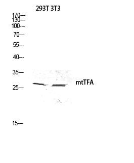 Fig. Western blot analysis of 293T 3T3 lysis using mtTFA antibody. Antibody was diluted at 1:500.